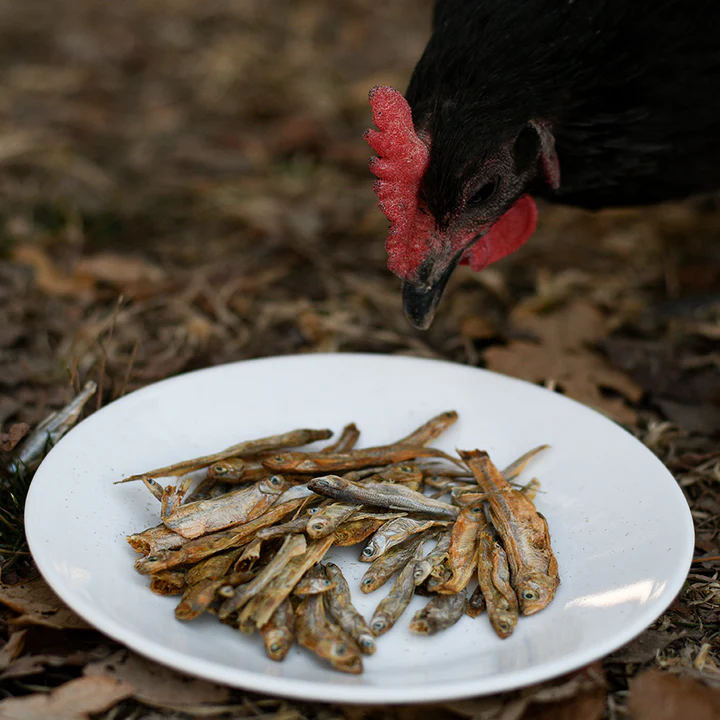 Chickens eating dry fish